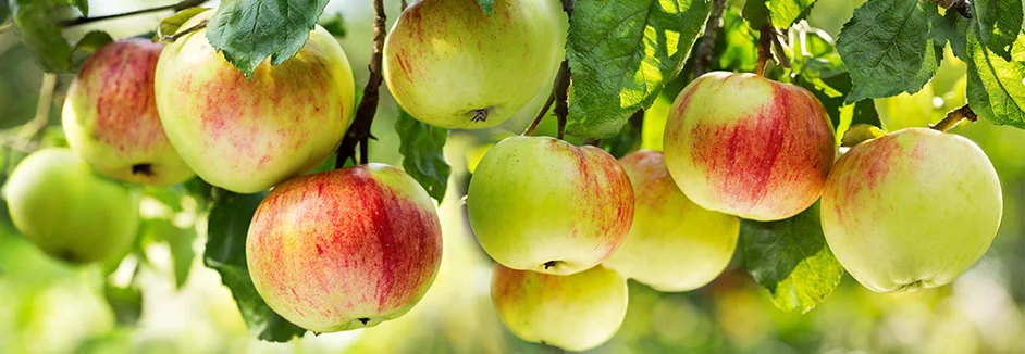 Reife Äpfel an einem Baum